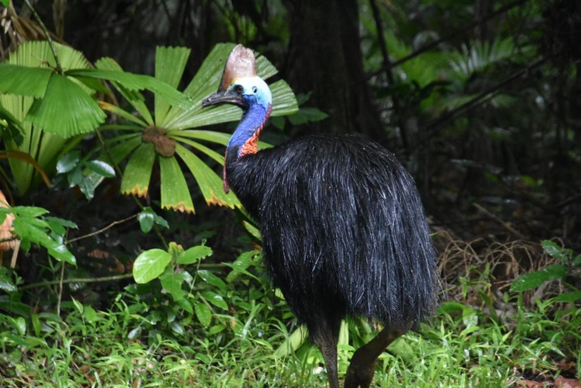 Вілла Daintree Siesta Diwan Екстер'єр фото