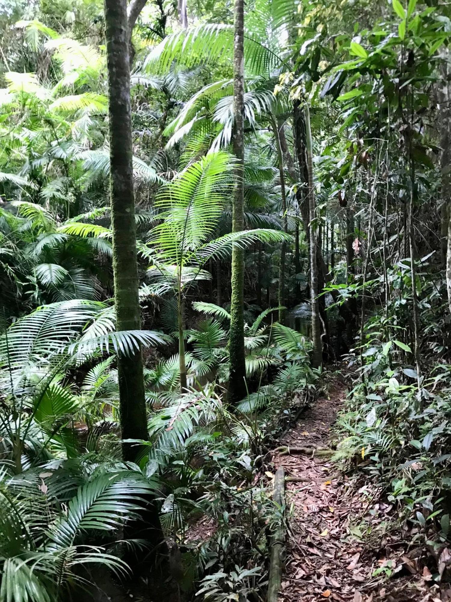 Вілла Daintree Siesta Diwan Екстер'єр фото